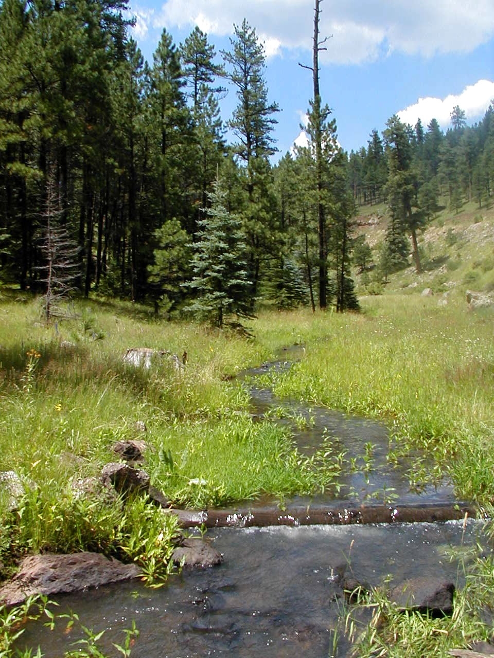 Coronado Trail Scenic Byway - Stream Along the Coronado Trail